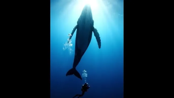 福星临门电视剧 - 深蓝星球：探索海洋深处的未知世界